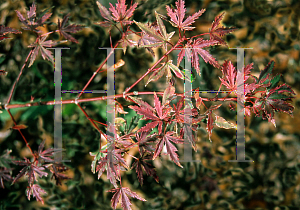 Picture of Acer palmatum 'Shojo-no-mai'