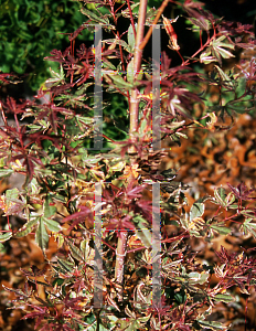 Picture of Acer palmatum 'Shojo-no-mai'