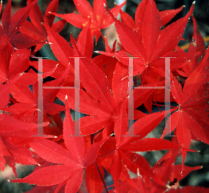 Picture of Acer palmatum (Matsumurae Group) 'Shojo nomura'