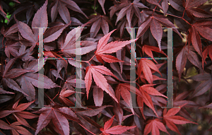 Picture of Acer palmatum (Matsumurae Group) 'Shojo nomura'