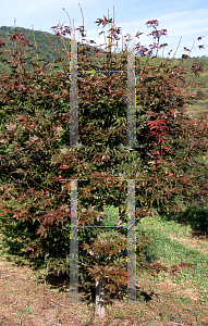 Picture of Acer palmatum (Matsumurae Group) 'Shojo nomura'