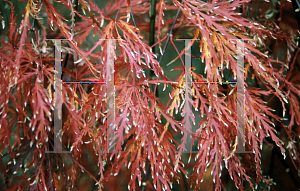 Picture of Acer palmatum (Dissectum Group) 'Shojo shidare'