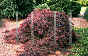 Picture of Acer palmatum (Dissectum Group) 'Shojo shidare'