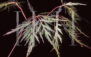 Picture of Acer palmatum (Dissectum Group) 'Shojo shidare'