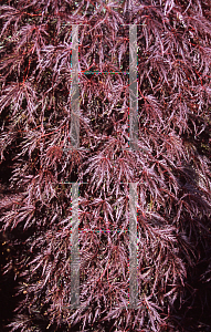 Picture of Acer palmatum (Dissectum Group) 'Shojo shidare'