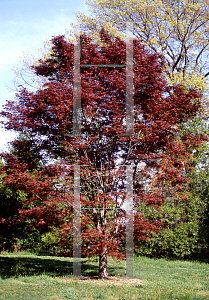 Picture of Acer palmatum (Amoenum Group) 'Shojo'