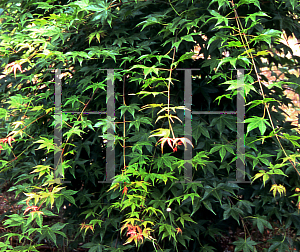 Picture of Acer palmatum (Amoenum Group) 'Shojo'