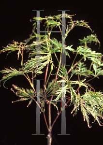 Picture of Acer palmatum (Dissectum Group) 'Shu shidare'