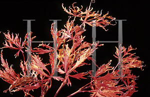 Picture of Acer palmatum (Dissectum Group) 'Shu shidare'