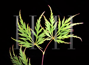 Picture of Acer palmatum (Dissectum Group) 'Shu shidare'