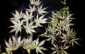 Picture of Acer palmatum (Matsumurae Group) 'Sister Ghost'