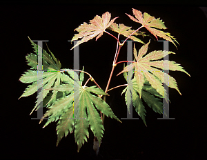 Picture of Acer palmatum (Matsumurae Group) 'Sister Ghost'