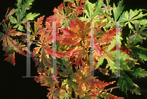 Picture of Acer palmatum (Matsumurae Group) 'Sister Ghost'