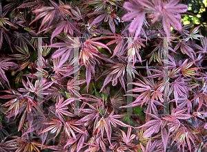 Picture of Acer palmatum 'Skeeter's Broom'