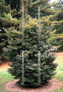 Picture of Acer palmatum 'Skeeter's Broom'
