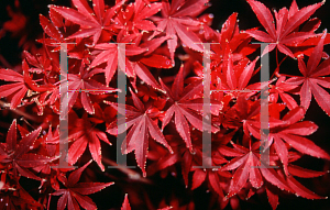 Picture of Acer palmatum 'Skeeter's Broom'