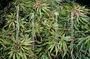 Picture of Acer palmatum (Dissectum Group) 'Spring Delight'