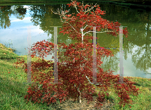 Picture of Acer palmatum (Dissectum Group) 'Stella Rossa'