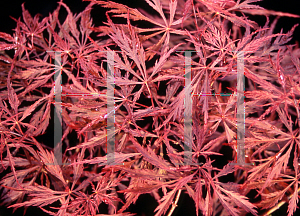 Picture of Acer palmatum (Dissectum Group) 'Stella Rossa'
