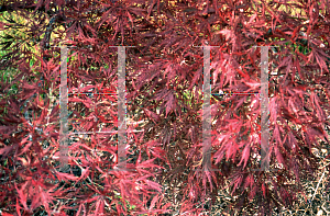 Picture of Acer palmatum (Dissectum Group) 'Stella Rossa'