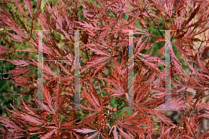 Picture of Acer palmatum (Dissectum Group) 'Stella Rossa'