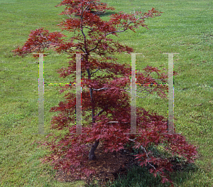 Picture of Acer palmatum (Dissectum Group) 'Stella Rossa'