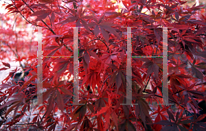 Picture of Acer palmatum (Matsumurae Group) 'Sumi nagashi'