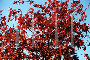 Picture of Acer palmatum (Matsumurae Group) 'Sumi nagashi'