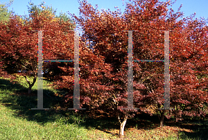 Picture of Acer palmatum (Matsumurae Group) 'Sumi nagashi'