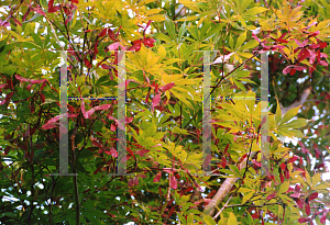 Picture of Acer palmatum (Matsumurae Group) 'Sumi nagashi'