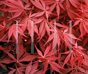 Picture of Acer palmatum (Matsumurae Group) 'Sumi nagashi'