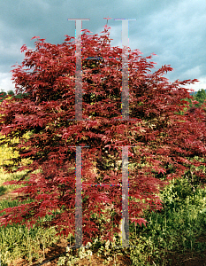 Picture of Acer palmatum (Matsumurae Group) 'Sumi nagashi'