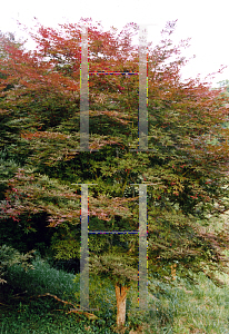 Picture of Acer palmatum (Matsumurae Group) 'Sumi nagashi'