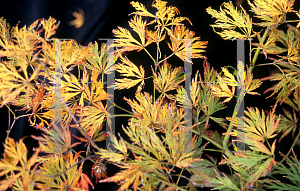 Picture of Acer palmatum (Dissectum Group) 'Sunset'