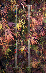 Picture of Acer palmatum (Dissectum Group) 'Sunset'