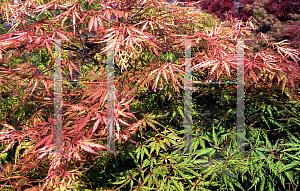 Picture of Acer palmatum (Dissectum Group) 'Sunset'