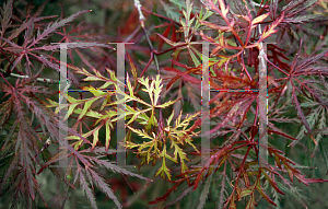 Picture of Acer palmatum (Dissectum Group) 'Sunset'