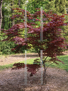 Picture of Acer palmatum 'Super Bloodgood'