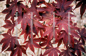 Picture of Acer palmatum 'Super Bloodgood'