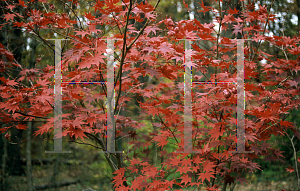 Picture of Acer palmatum 'Super Bloodgood'