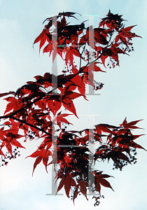 Picture of Acer palmatum 'Attraction (Atropurpureum Superbum)'