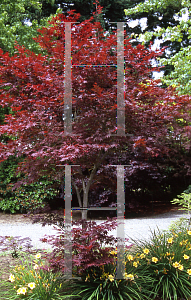 Picture of Acer palmatum 'Attraction (Atropurpureum Superbum)'