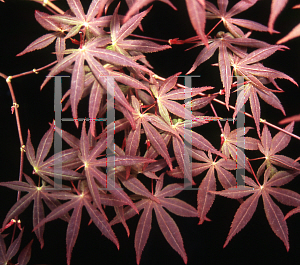 Picture of Acer palmatum 'Attraction (Atropurpureum Superbum)'