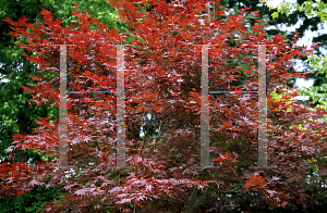 Picture of Acer palmatum 'Attraction (Atropurpureum Superbum)'