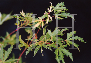 Picture of Acer palmatum (Matsumurae Group) 'Tayo nishiki'