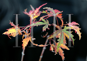 Picture of Acer palmatum (Matsumurae Group) 'Tayo nishiki'
