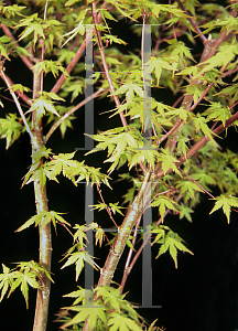 Picture of Acer palmatum (Matsumurae Group) 'Tayo nishiki'