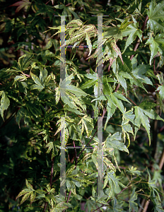 Picture of Acer palmatum (Matsumurae Group) 'Tayo nishiki'