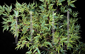 Picture of Acer palmatum (Matsumurae Group) 'Tayo nishiki'