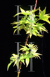 Picture of Acer palmatum (Matsumurae Group) 'Takao 1'